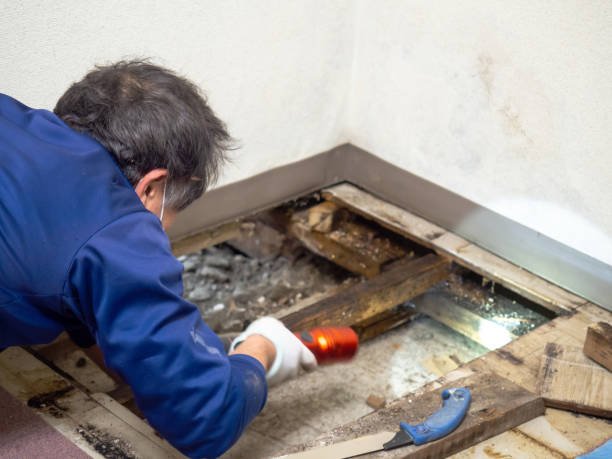 Best Mold Damage Repair  in Standish, MI