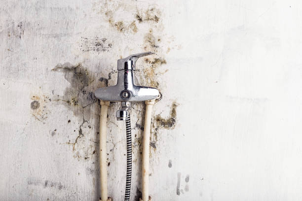 Best Black Mold Removal  in Standish, MI