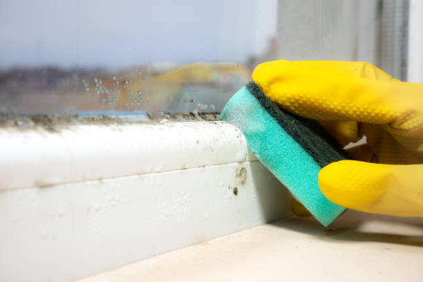 Trusted Standish, MI Mold Removal Experts