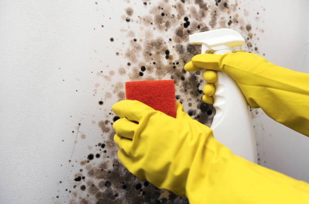Best Residential Mold Removal  in Standish, MI