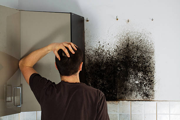 Best Office Mold Removal Services  in Standish, MI